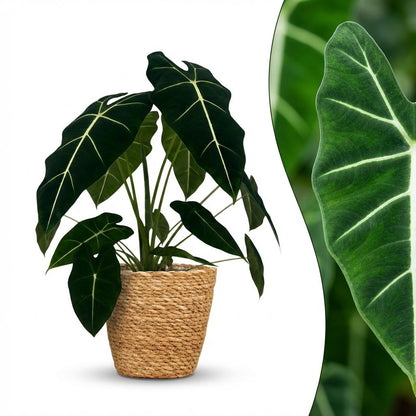 Alocasia Frydek kaufen | Elefantenohr – Topf Ø 19 cm, Höhe 60 cm
