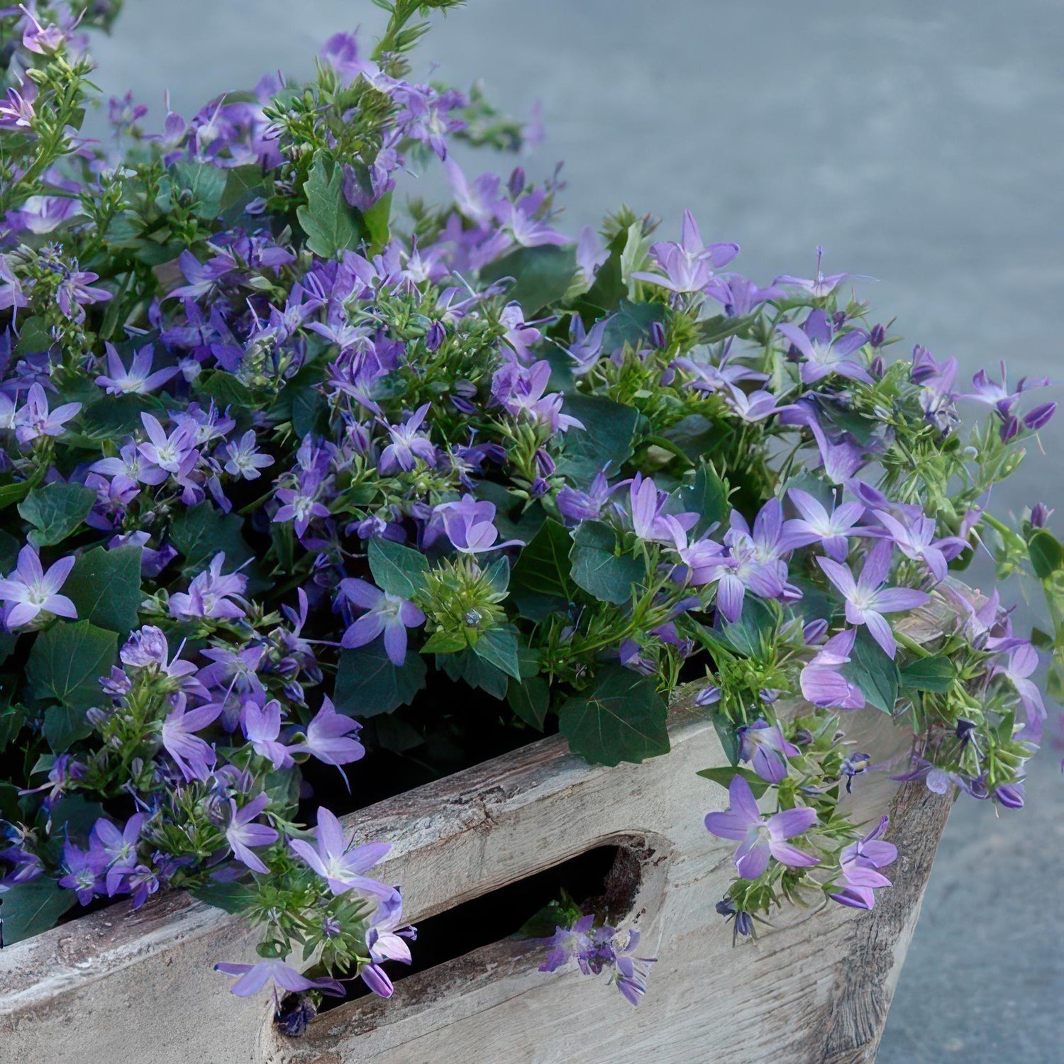 24x Campanula poscharskyana ‘Stella’ – Hängepolster-Glockenblume für Beete, Mauern &amp; Balkon – Höhe 10–25 cm – Ø 9 cm