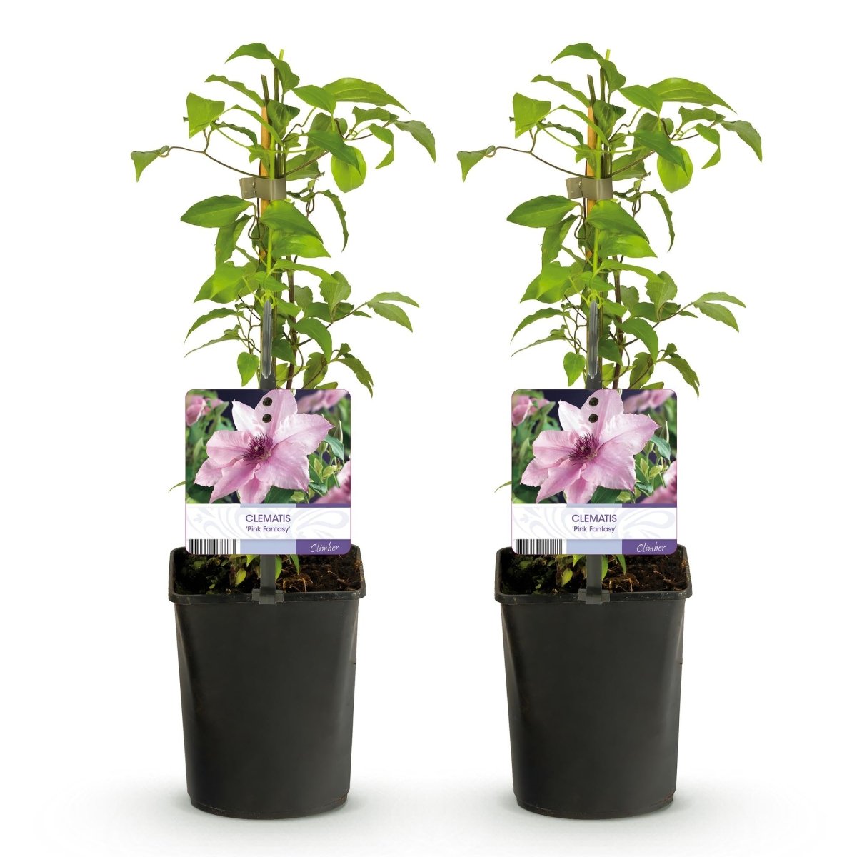 Clematis &