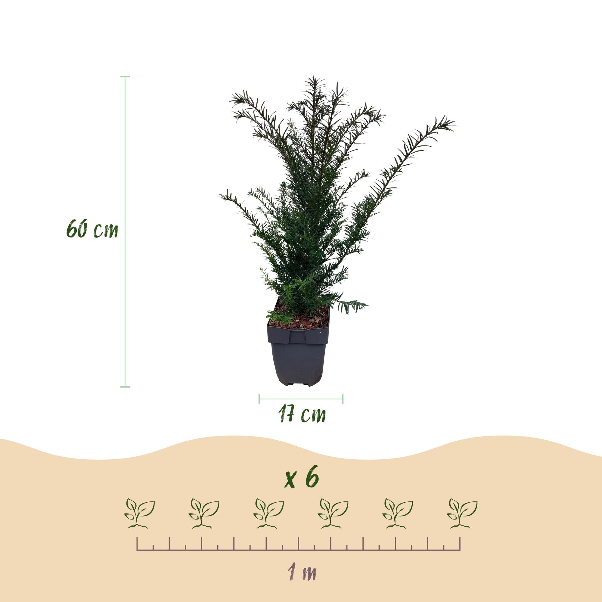 Eibe – Taxus baccata online kaufen | 6 Pflanzen für 1 m Hecke, immergrün &amp; extrem schnittfest – Wurzelwerk Design