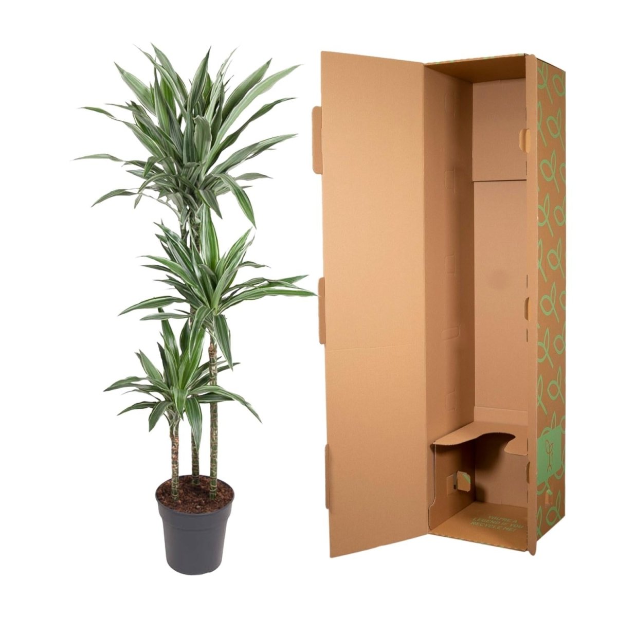 Drachenbaum Dracaena Warneckei | Pflegeleichte Zimmerpflanze – Luftreinigend &amp; dekorativ - Wurzelwerk Design
