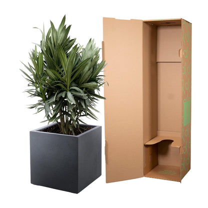 Immergrüner Oleander Hecke von Everspring, mediterrane Pflanze, dichte und blühende Hecken für den Garten, grüne Blätter und Zweige