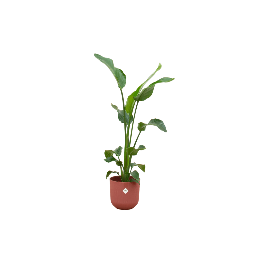 Strelitzia Nicolai 100cm mit Topf – Weißer Paradiesvogel für Ihr Zuhause - Wurzelwerk Design
