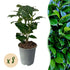 Grüne Prunus laurocerasus Novita Heckenpflanzen von Everspring, 8 Topfpflanzen, immergrün, ca. 30-35cm hoch, 1 Meter laufender Meter