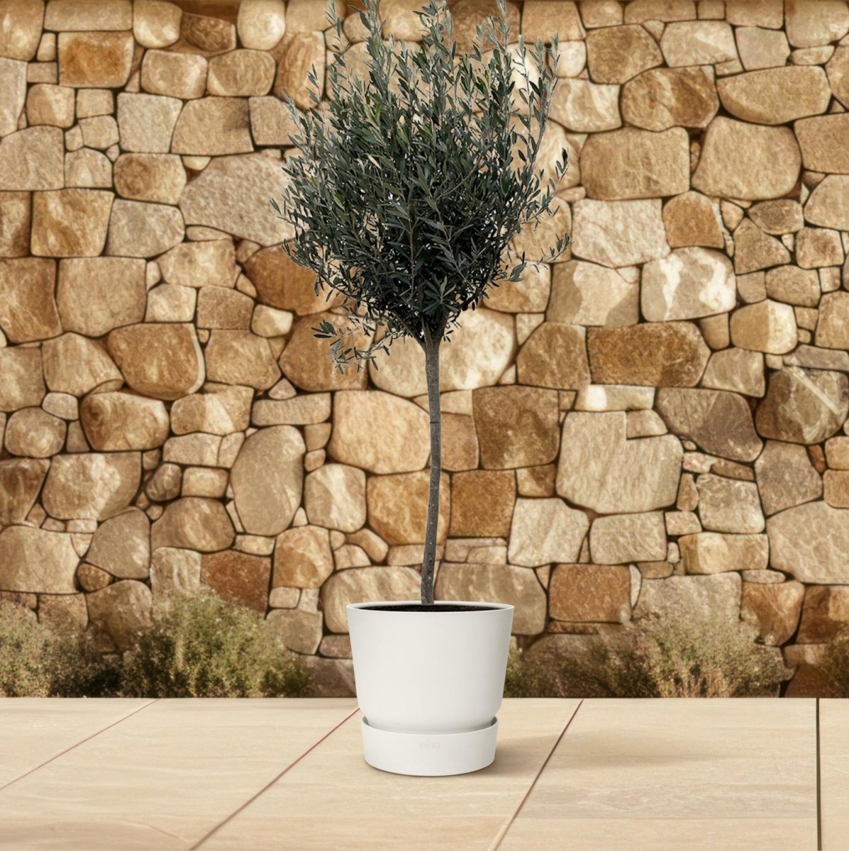 Olivenbaum kaufen – Olea europaea ‚Lorc&
