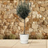 Olivenbaum kaufen – Olea europaea ‚Lorc&