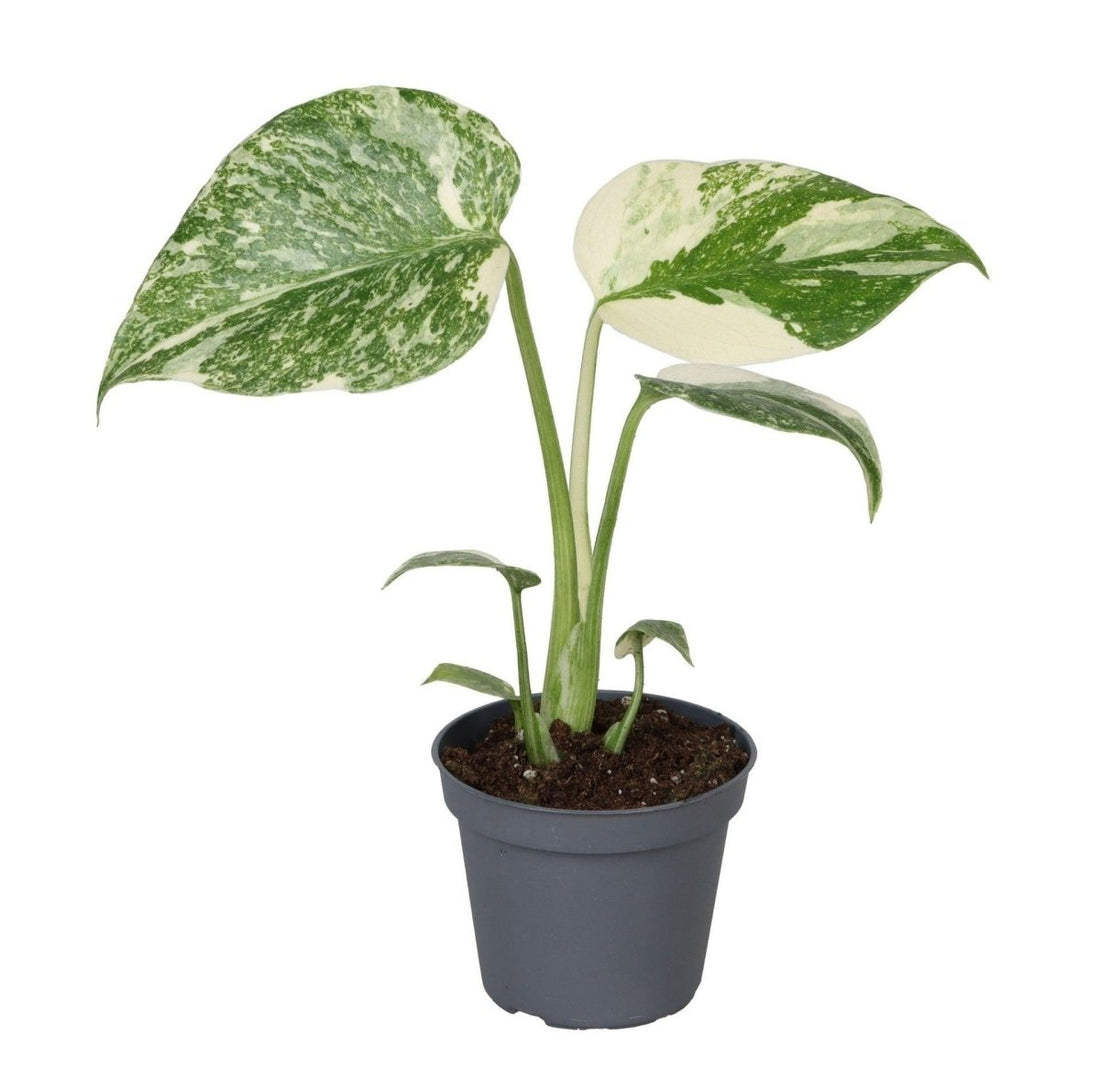 Monstera &