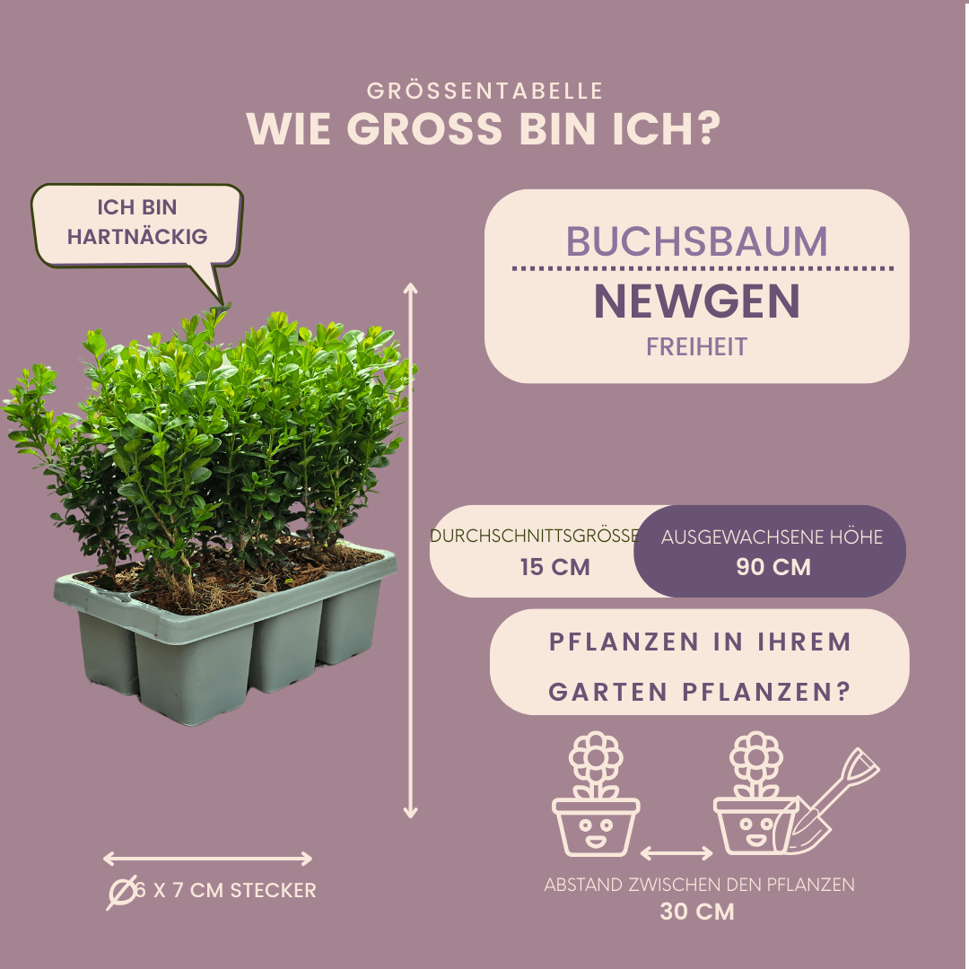 Buxus NewGen Freedom – 6er - Pack – Winterharte Immergrüne Sträucher – Ø7 cm Topf – Höhe ca. 15 cm - Wurzelwerk Design