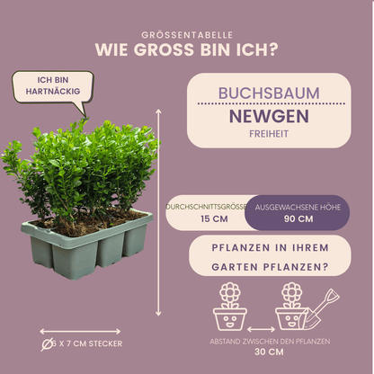 Buxus NewGen Freedom – 6er - Pack – Winterharte Immergrüne Sträucher – Ø7 cm Topf – Höhe ca. 15 cm - Wurzelwerk Design