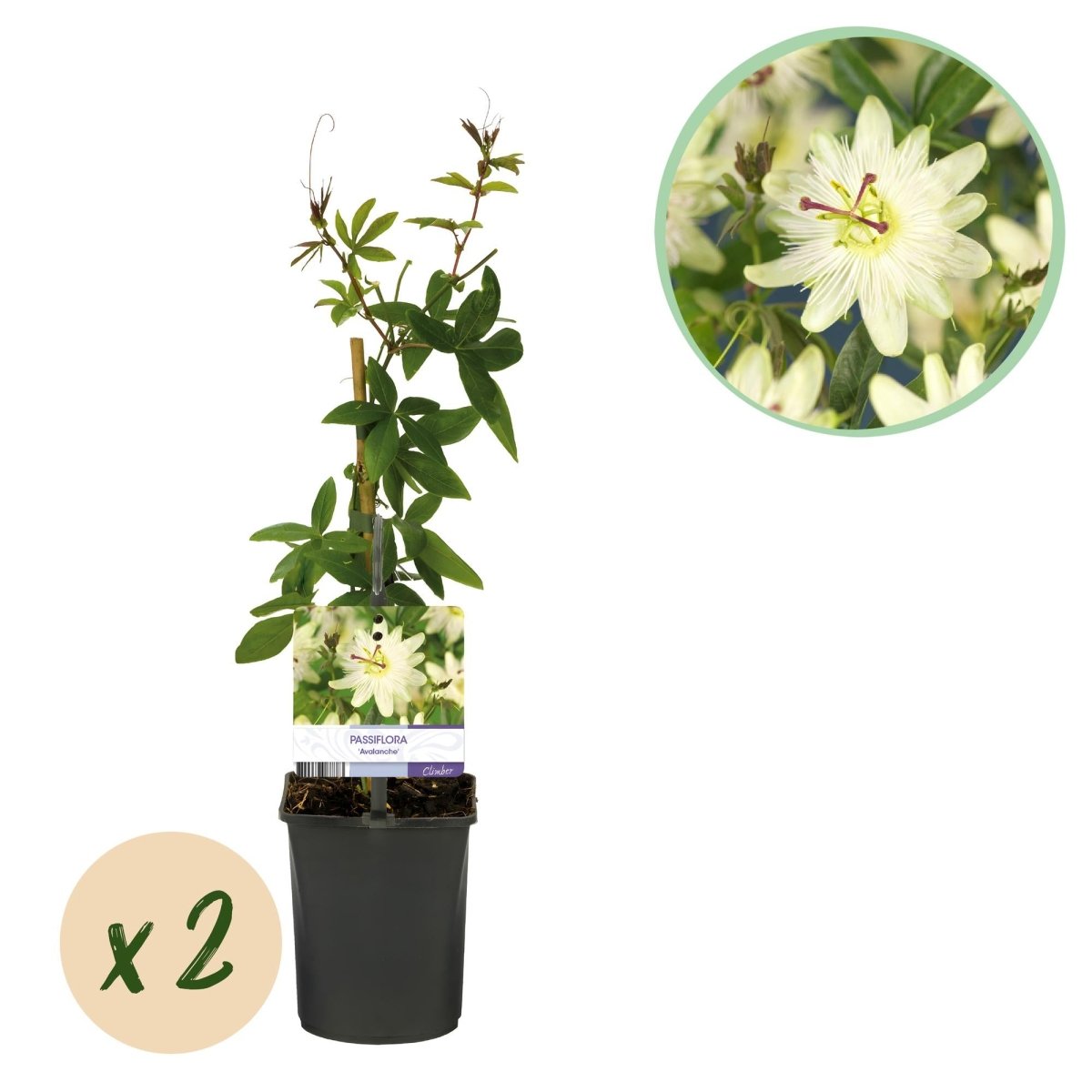 Passionsblume Passiflora Avalanche | Weiße Blüten – 2 Pflanzen 40 cm Ø11 cm Topf - Wurzelwerk Design