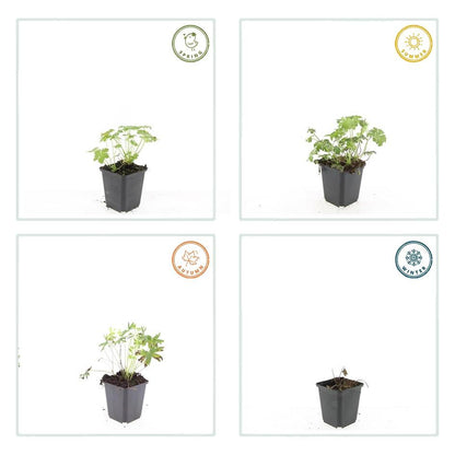 24x Geranium sanguineum ‘Album’ – Weißblühender Storchschnabel – Höhe 10–25 cm – Ø 9 cm Topf