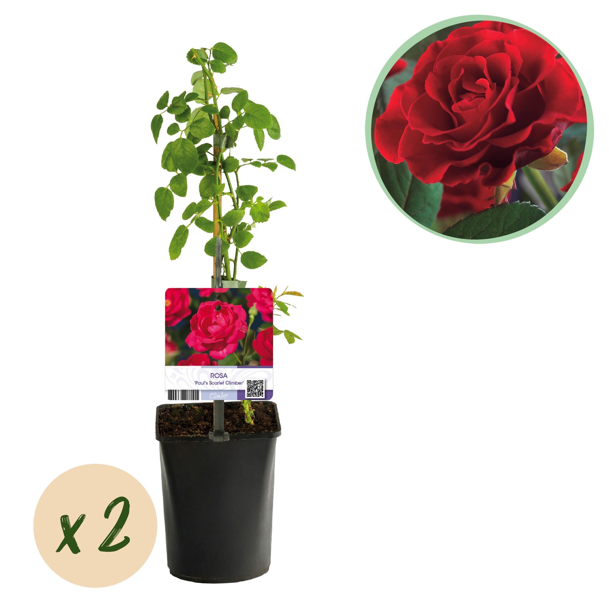 Zwei rote Kletterrosen Rosa Paul Scarlet Climber im 11cm Topf, blühend, pflegeleicht, Höhe ca. 40cm, von Everspring.