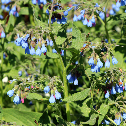 Sechs Symphytum grandiflorum &