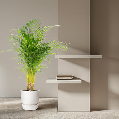 Everspring Areca-Palme, grüne Pflanze mit langen Blättern, Höhe ca. 130 cm, Durchmesser 21 cm, als Zimmerpflanze.