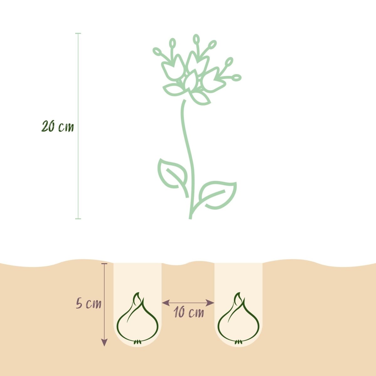 Blumenzwiebeln Fritillaria Meleagris Mix | 30 Stück Lila &amp; Weiß – Zwiebelgröße 6/7 – XXL Pack - Wurzelwerk Design