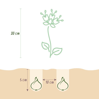 Blumenzwiebeln Fritillaria Meleagris Mix | 30 Stück Lila &amp; Weiß – Zwiebelgröße 6/7 – XXL Pack - Wurzelwerk Design