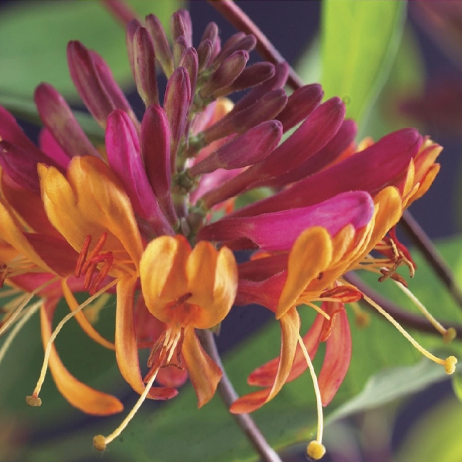 Kletterpflanzen-Mix | Clematis, Efeu, Geißblatt &amp; Trompetenblume – Farbenprächtige Kletterpflanzen für Garten &amp; Terrasse