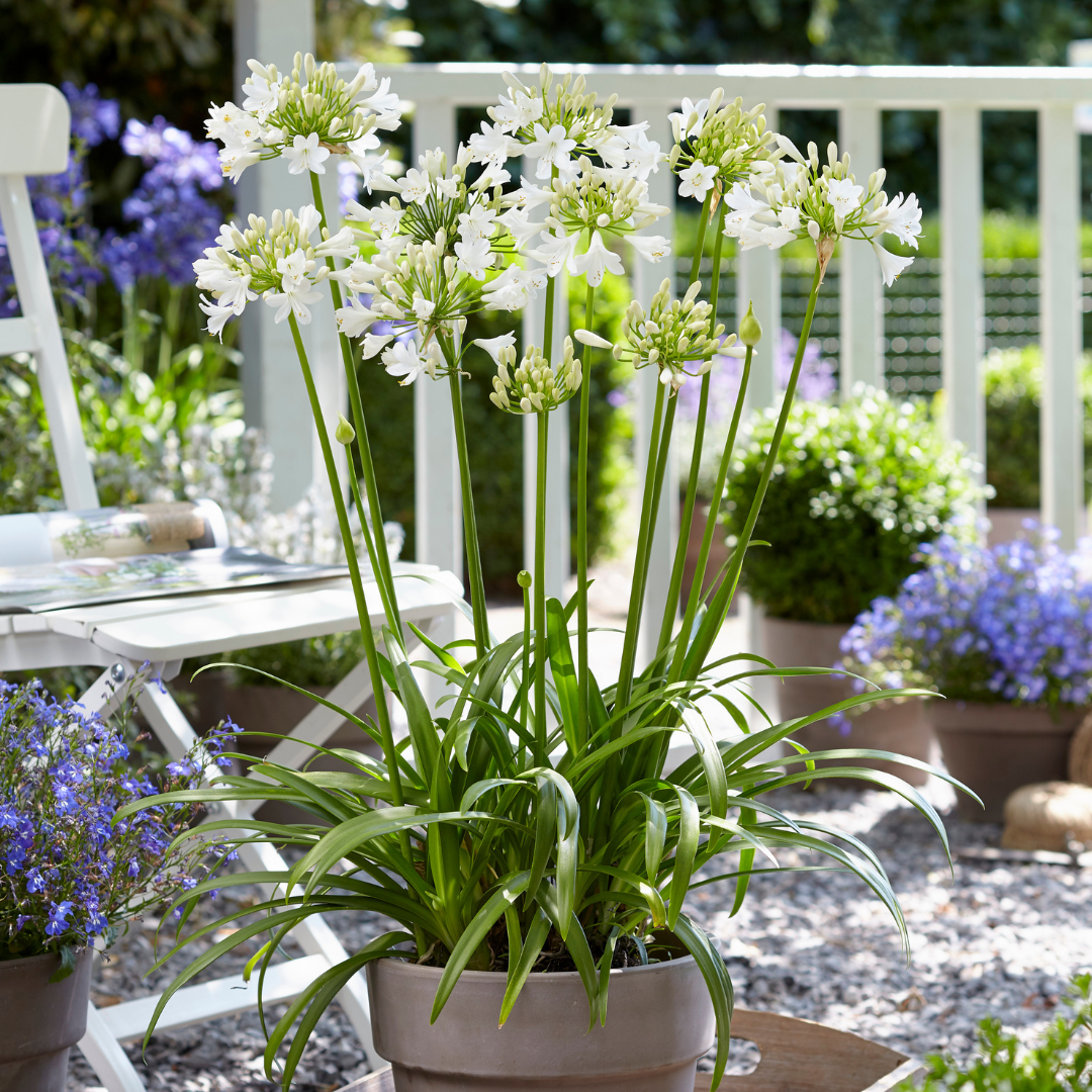 Agapanthus Everwhite kaufen | Schmucklilie – Topf Ø 23 cm - Wurzelwerk Design