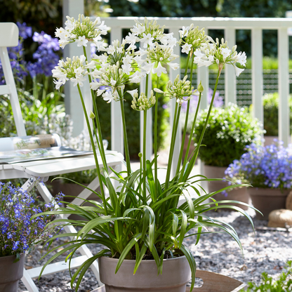 Agapanthus Everwhite kaufen | Schmucklilie – Topf Ø 23 cm - Wurzelwerk Design