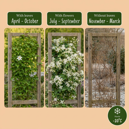 Gewöhnliche Waldrebe (Clematis vitalba) mit weißen Blüten – Bild 5