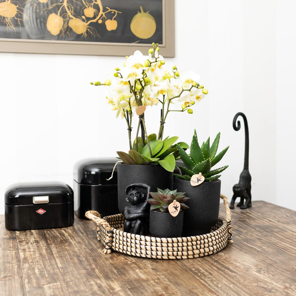 Deko - Skulptur Sitzender Affe - Schwarz - Wurzelwerk Design