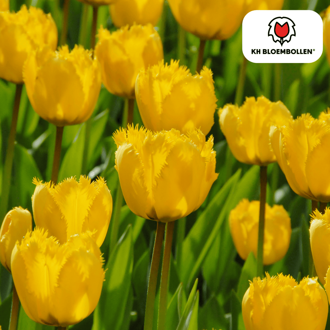 Sun Frillz Tulpen – 20 Zwiebeln | Gelbe Fransen - Tulpen - Wurzelwerk Design