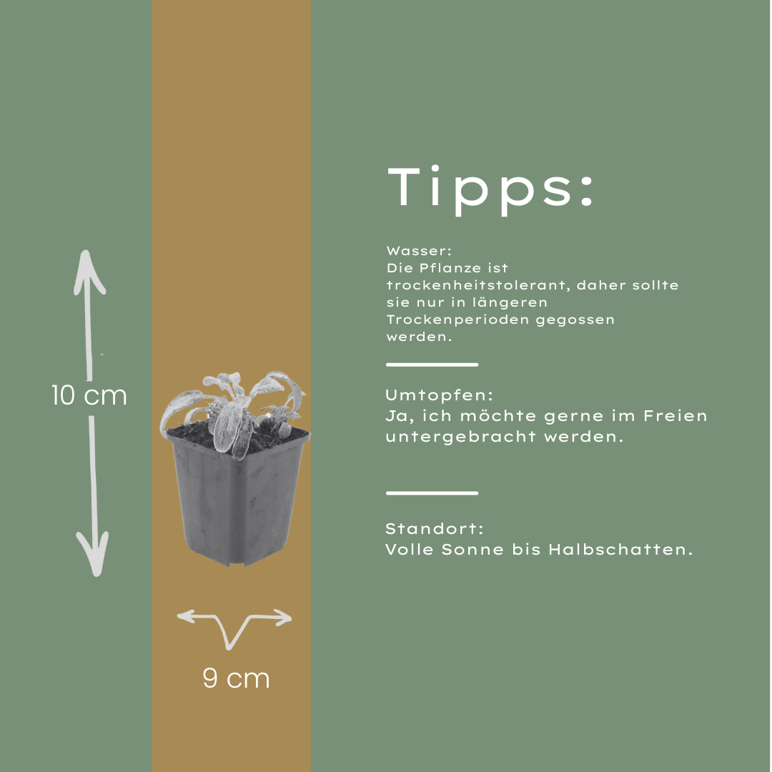 6x Stachys byzantina &