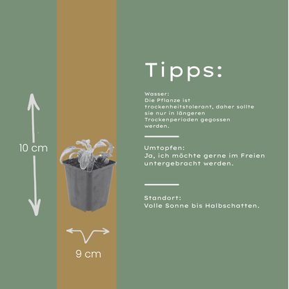 6x Stachys byzantina &