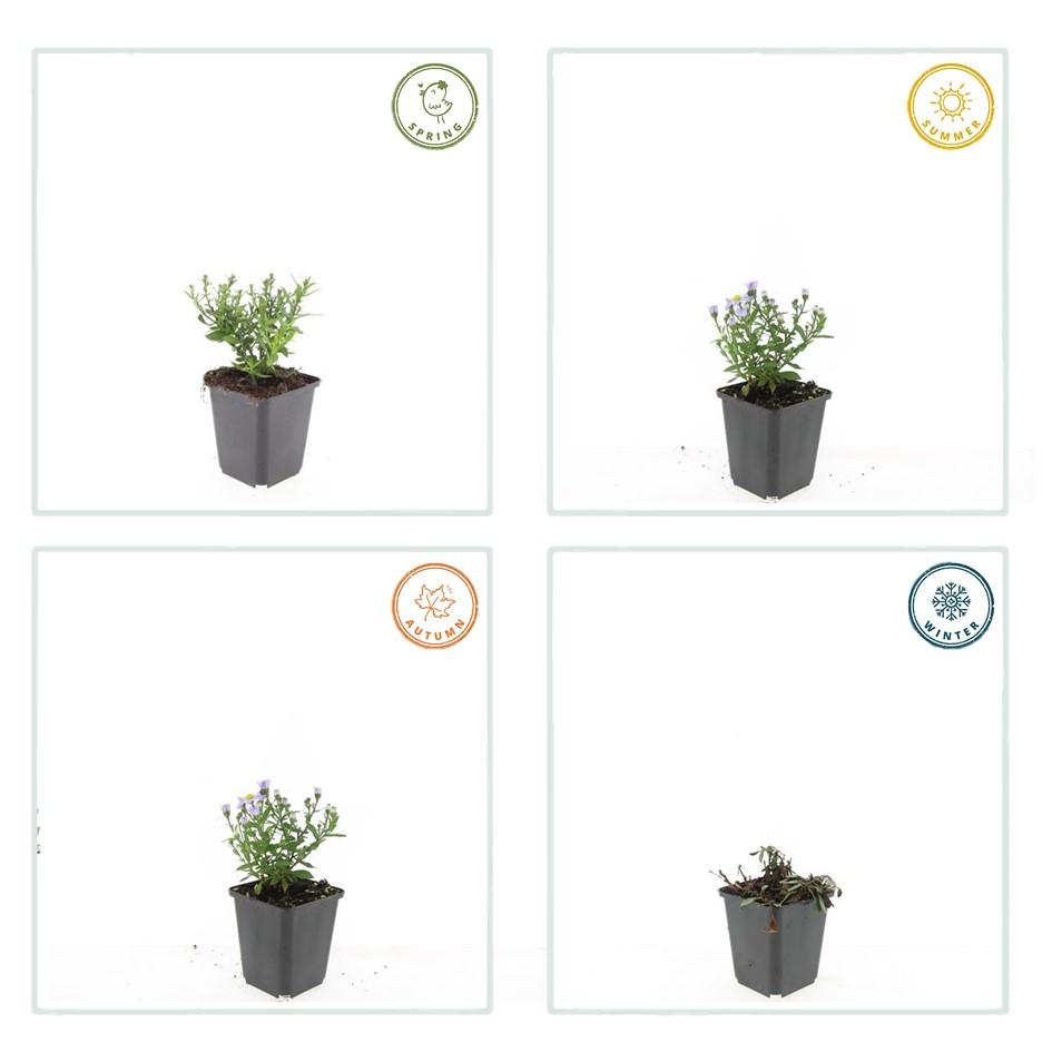 24x Aster dumosus ‘Prof. Anton Kippenberg’ – Herbstblühende Kissen-Aster für Beete &amp; Rabatten – Höhe 10–25 cm – Ø 9 cm