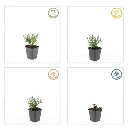 24x Aster dumosus ‘Prof. Anton Kippenberg’ – Herbstblühende Kissen-Aster für Beete &amp; Rabatten – Höhe 10–25 cm – Ø 9 cm