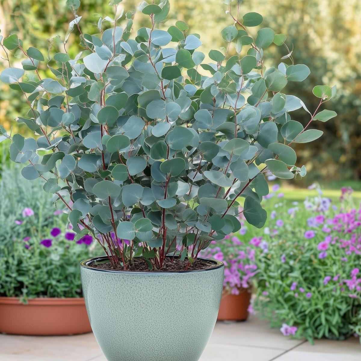 Terrassenpflanze - Eukalyptusbaum - Eucalyptus gunni - Grau - 2 Pflanzen - Winterhart - Topf 17cm Höhe 40cm - Wurzelwerk Design