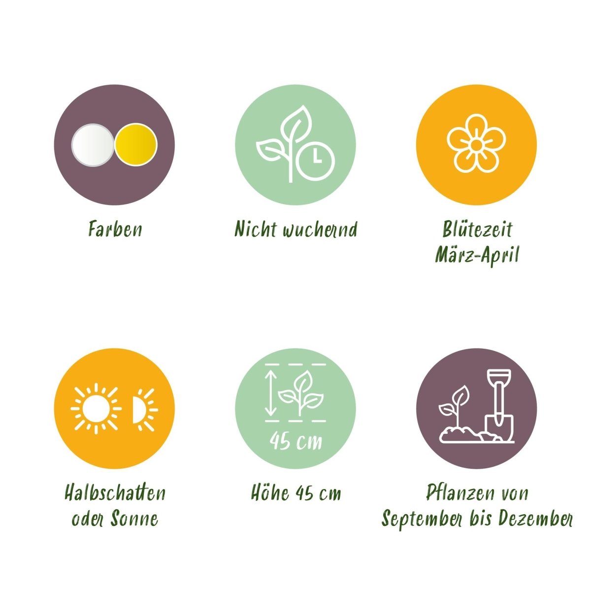 Blumenzwiebeln Narzissen Double Mix | 10 Stück Gelb &amp; Weiß – Zwiebelgröße 12/14 – XXL Pack - Wurzelwerk Design