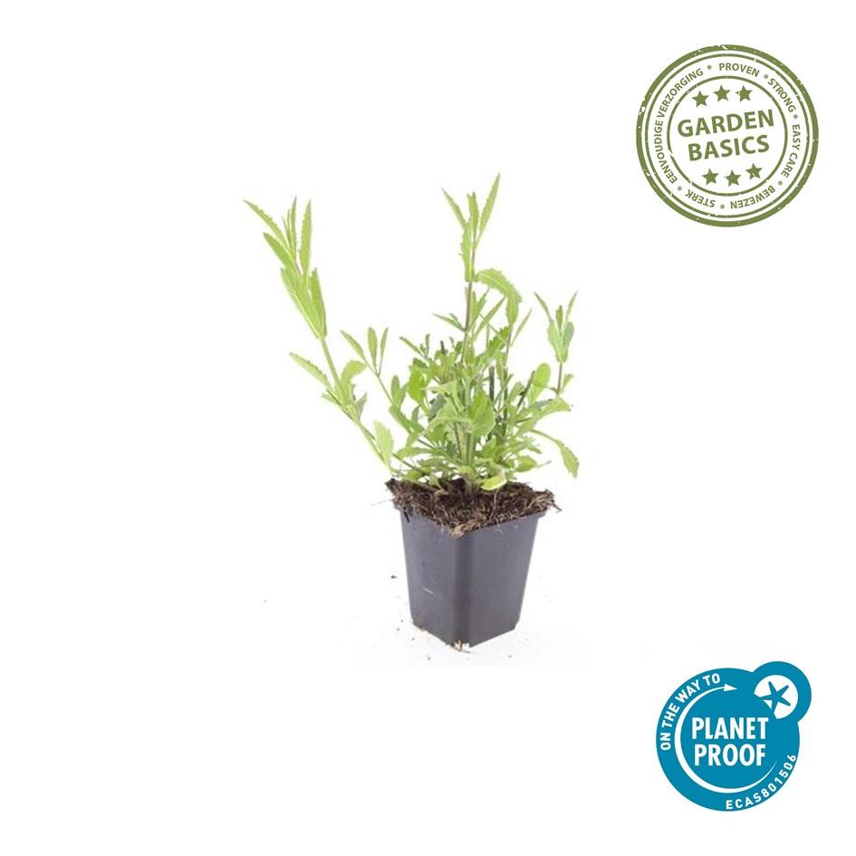 24x Verbena bonariensis – Argentinisches Eisenkraut für Präriegärten &amp; Beete – Höhe 10–25 cm – Ø 9 cm