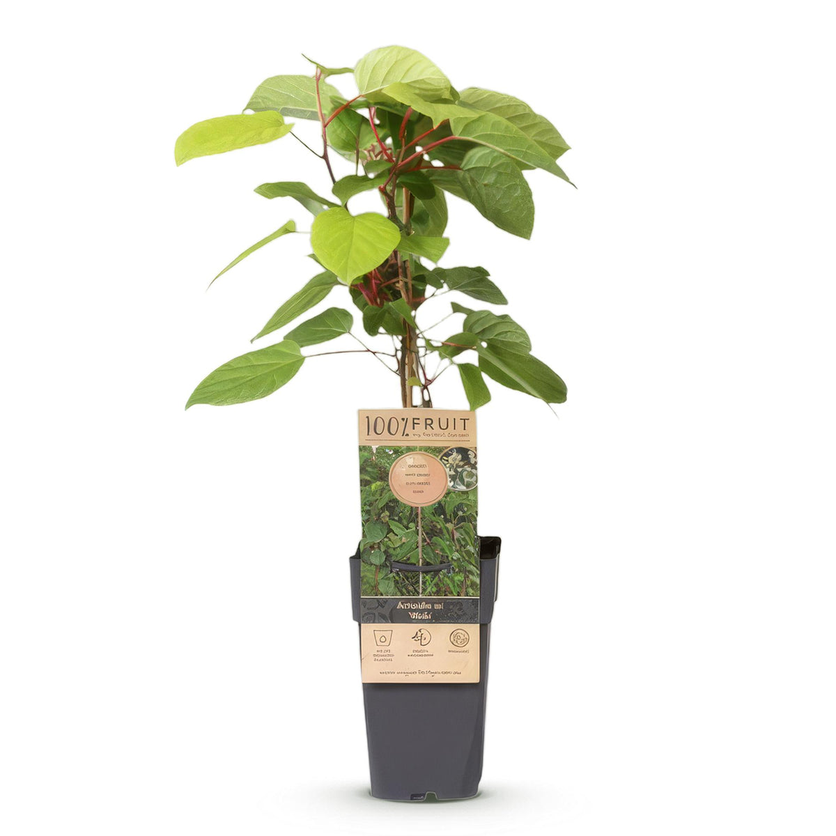 Actinidia arguta &
