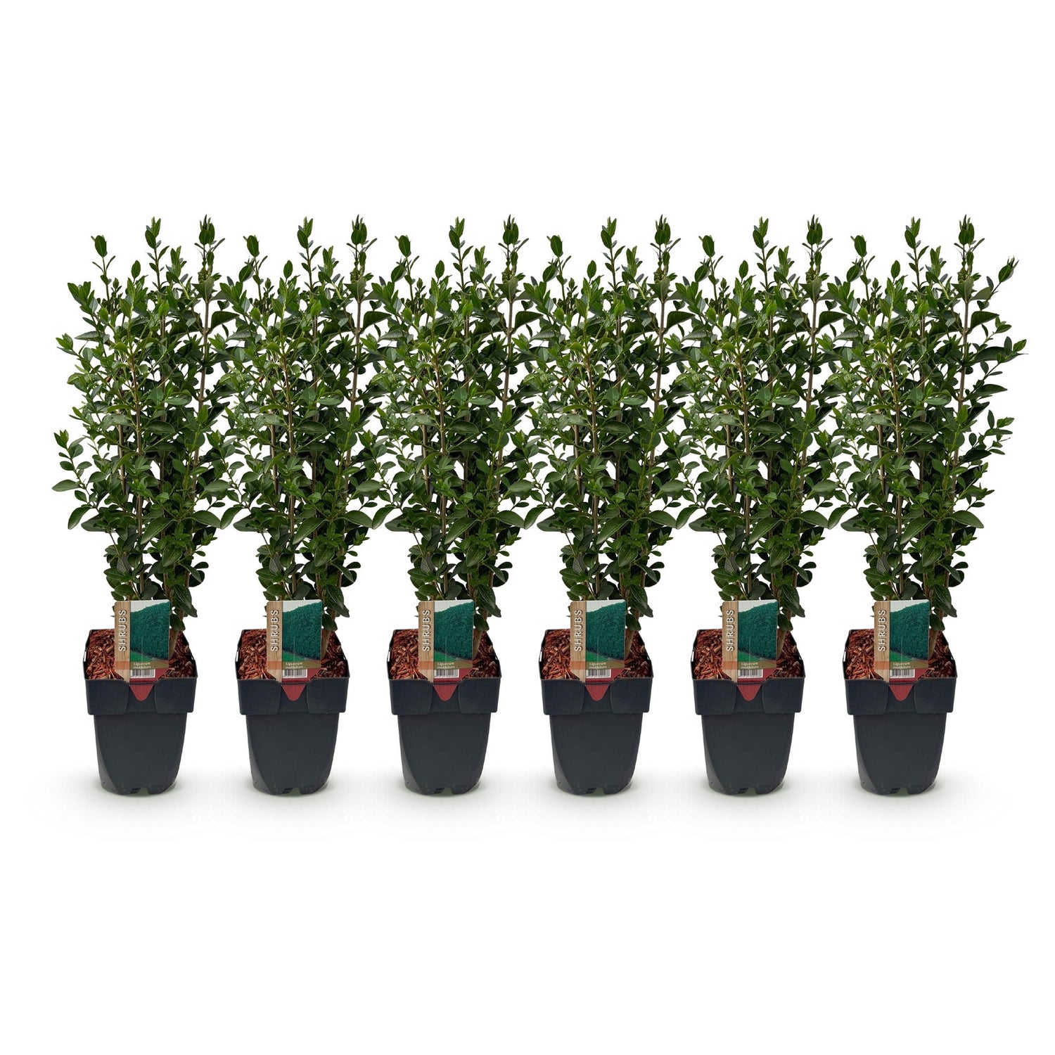 Liguster – Ligustrum ovalifolium online kaufen | 6 Pflanzen für 1 m Hecke, schnellwachsend &amp; anspruchslos – Wurzelwerk Design