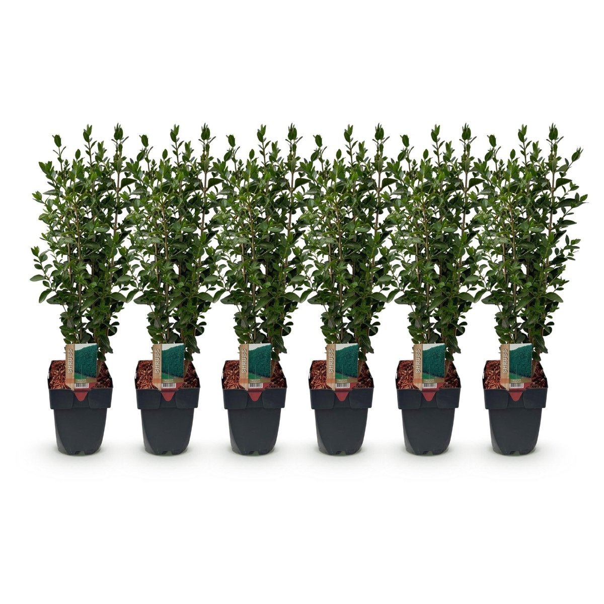 Liguster kaufen – Ligustrum ovalifolium | 6 Pflanzen für 1 m Hecke, schnellwachsend &amp; anspruchslos - Wurzelwerk Design