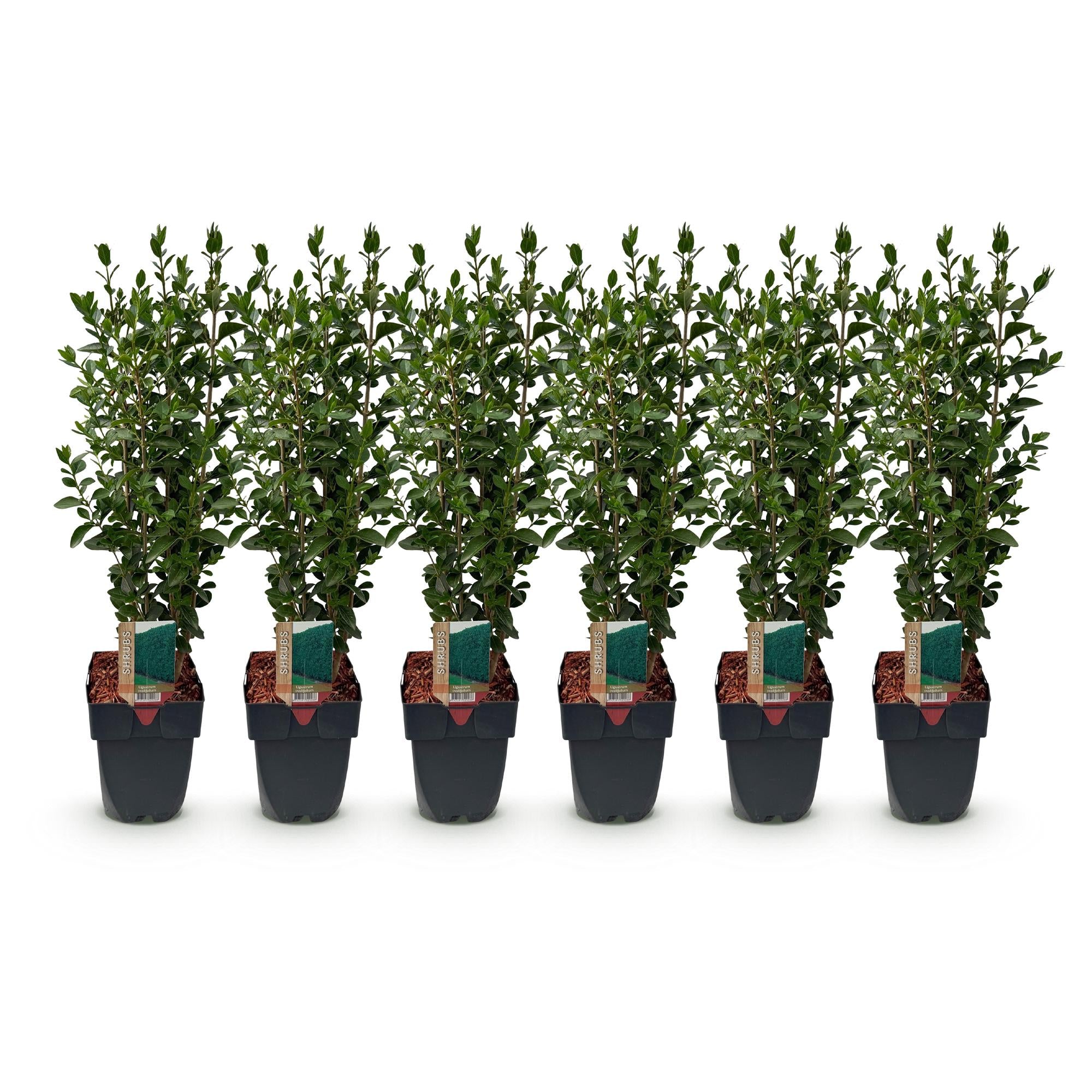 Liguster – Ligustrum ovalifolium online kaufen | 6 Pflanzen für 1 m Hecke, schnellwachsend &amp; anspruchslos – Wurzelwerk Design