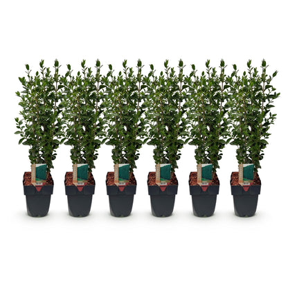 Liguster – Ligustrum ovalifolium online kaufen | 6 Pflanzen für 1 m Hecke, schnellwachsend &amp; anspruchslos – Wurzelwerk Design