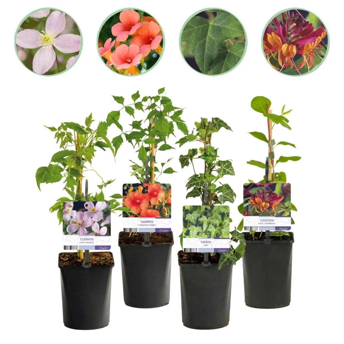 Kletterpflanzen - Mix | Clematis, Efeu, Geißblatt &amp; Trompetenblume – Farbenprächtige Kletterpflanzen für Garten &amp; Terrasse - Wurzelwerk Design