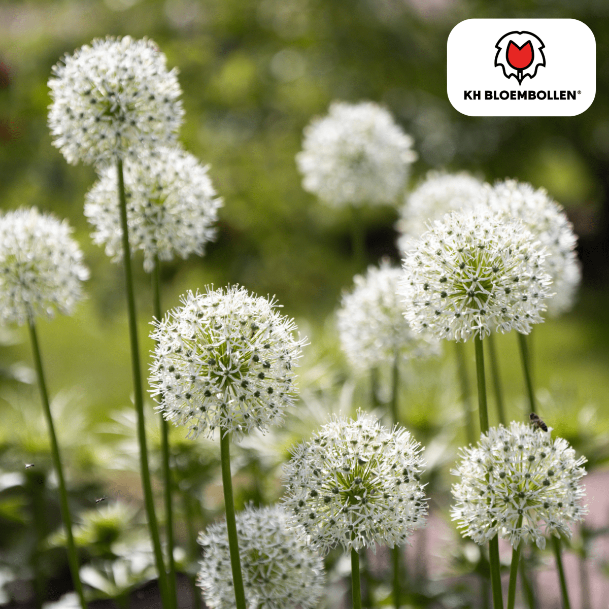 Allium White Giant – 5 Stück | Weißer Zierlauch in XL - Wurzelwerk Design