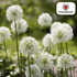 Allium White Giant – 5 Stück | Weißer Zierlauch in XL - Wurzelwerk Design