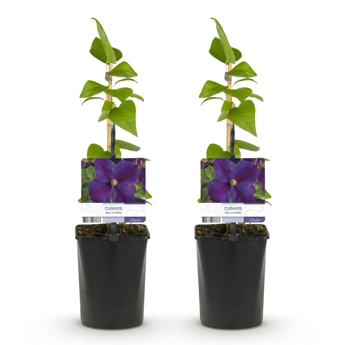 Clematis &