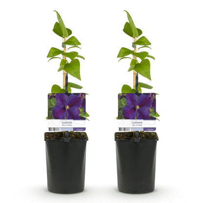 Clematis &