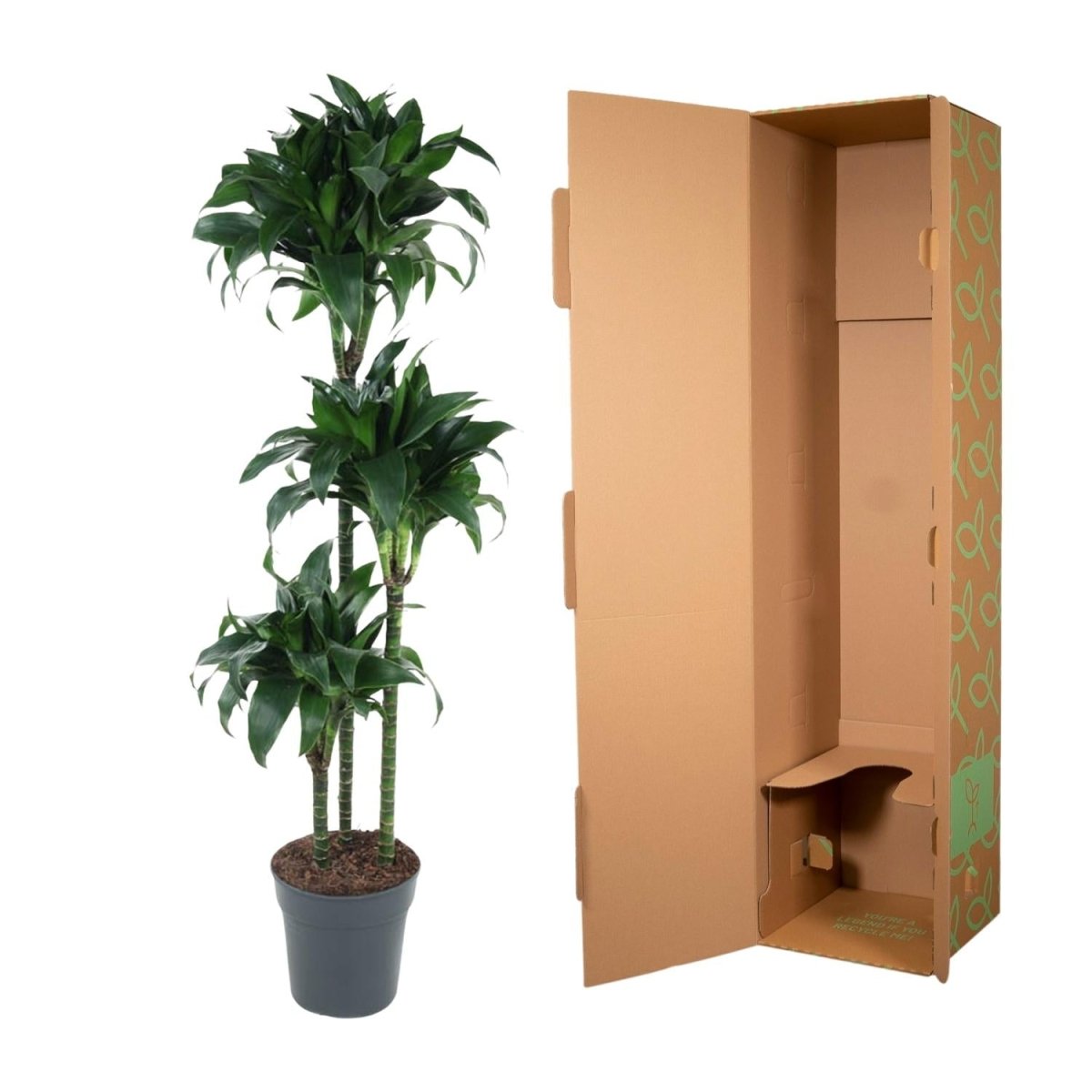Dracaena Tatuade 140 cm – Pflegeleicht &amp; luftreinigend - Wurzelwerk Design