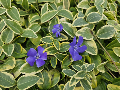 24x Vinca minor &