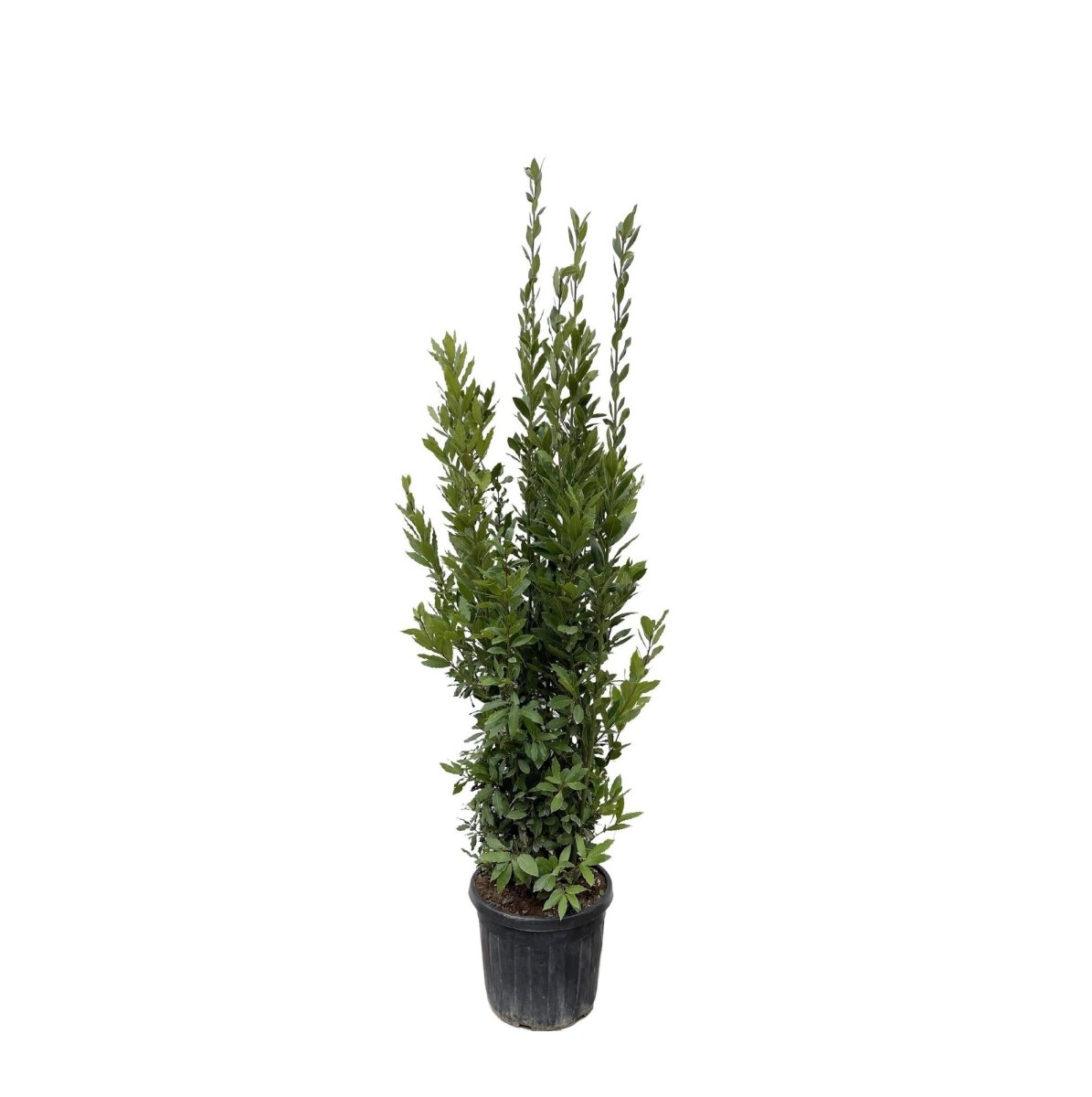 Laurus Nobilis Echter Lorbeer - 180 cm - Ø 40 cm - Wurzelwerk Design