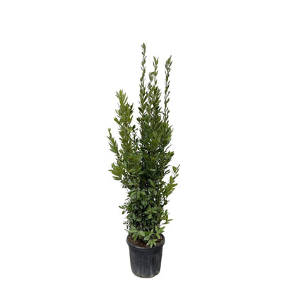 Laurus Nobilis Echter Lorbeer - 180 cm - Ø 40 cm - Wurzelwerk Design