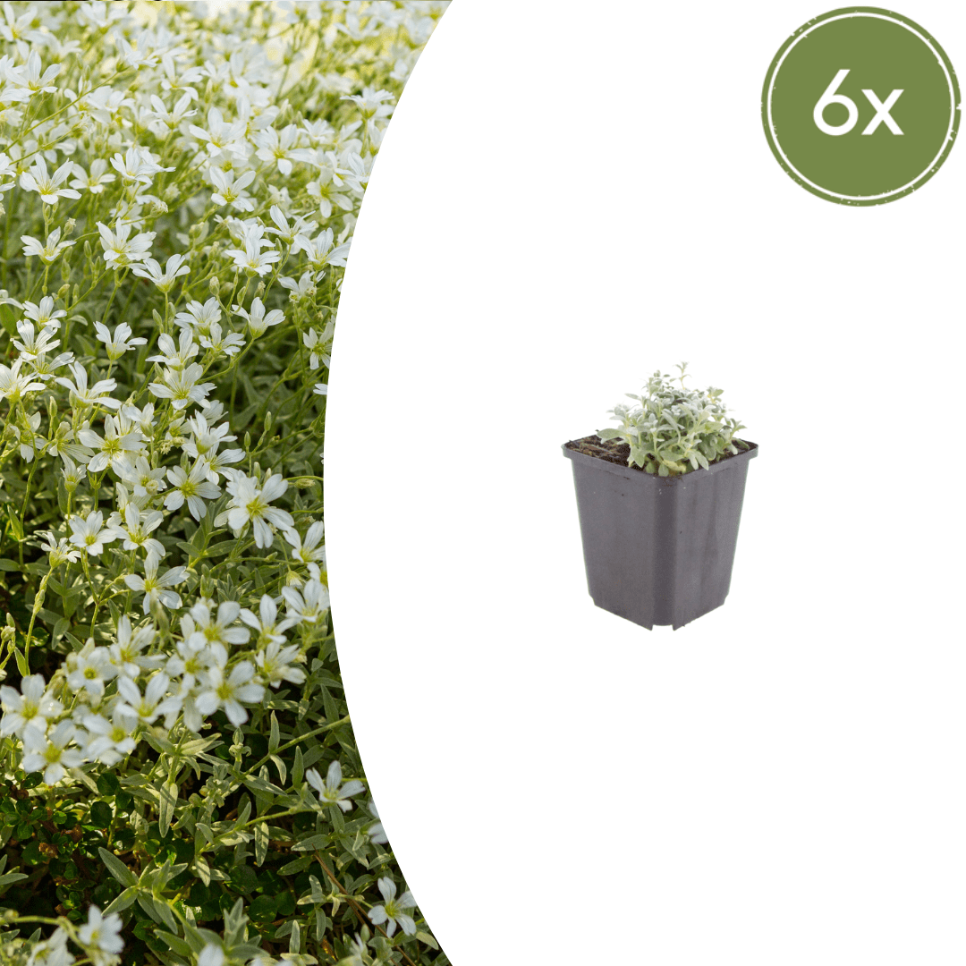 Sechs Cerastium tomentosum Pflanzen mit weißen Blüten, Höhe 10-25 cm, in Töpfen mit 9 cm Durchmesser, von Everspring.