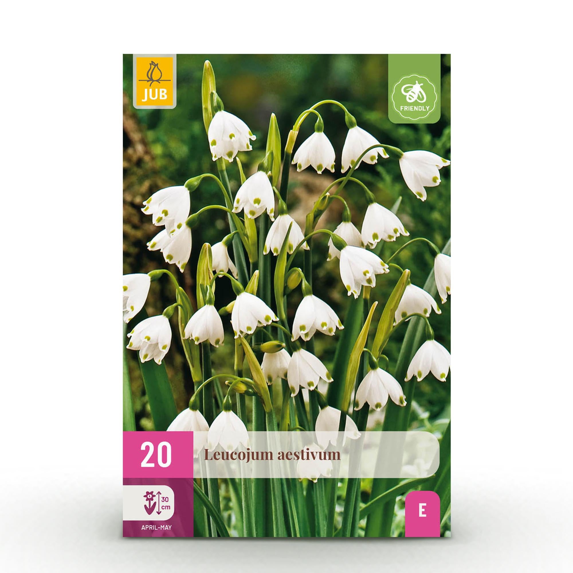 Everspring Blumenzwiebeln Leucojum Aestivum, 20 Stück, Weiß, Zwiebelgröße 8/9, XXL Pack, Pflanze auf Gartenboden