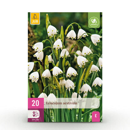 Everspring Blumenzwiebeln Leucojum Aestivum, 20 Stück, Weiß, Zwiebelgröße 8/9, XXL Pack, Pflanze auf Gartenboden
